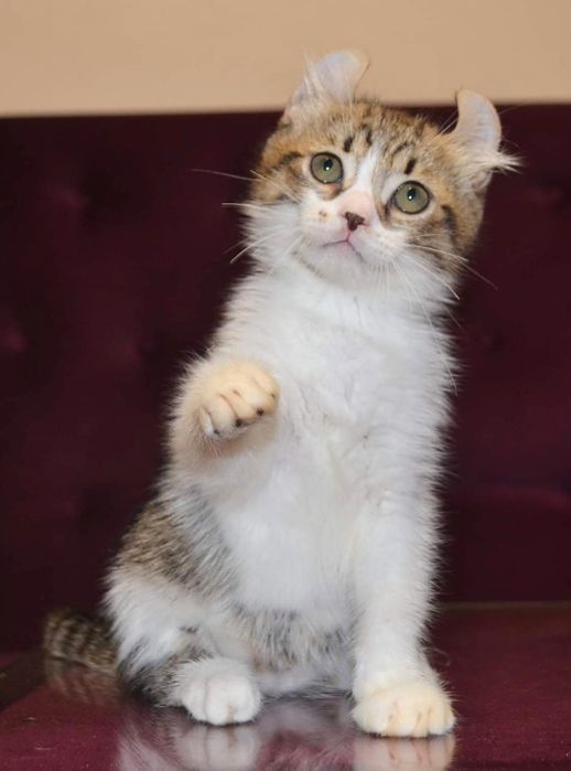 Мальчик кинкалоу длиннолапик