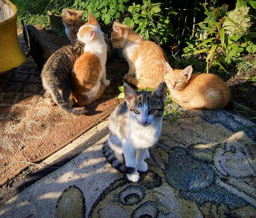 Чудові кошенята на прилаштування