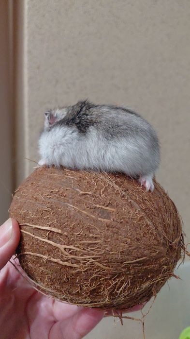 Хом'як джунгарик