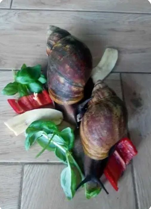 Ślimak Achatina xxl