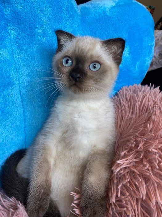 Kotka szkocka Chocolate Point – kot Scottish Fold, zwisłoucha