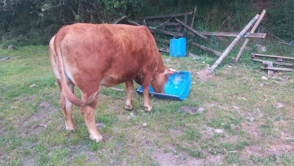 Vaca Pura Minhota