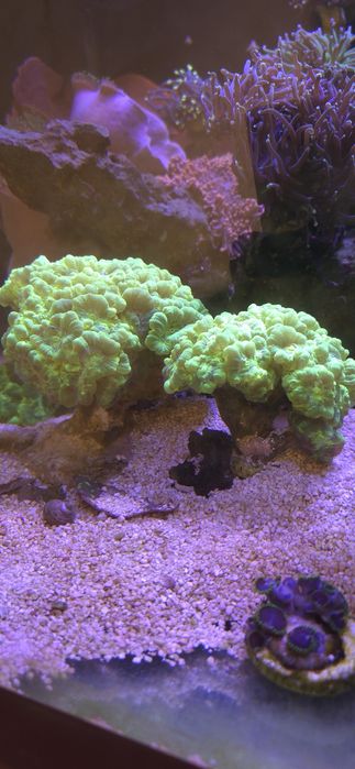 Sprzedam calaustra green fluo
