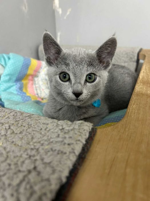 Kocurek Rosyjski Niebieski FPL