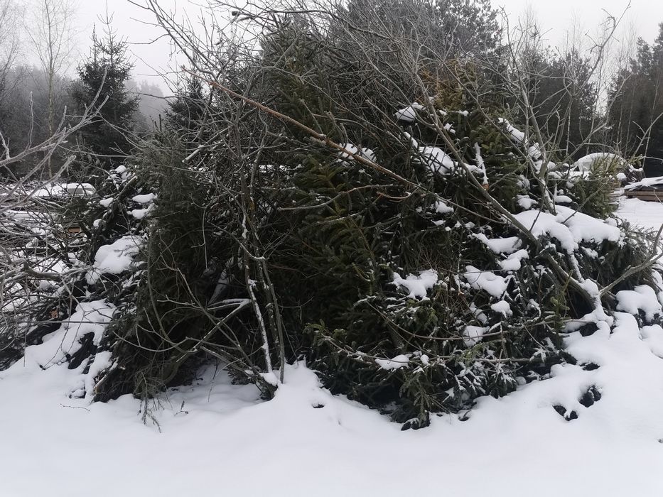 Oddam za darmo gałęzie i drzewa