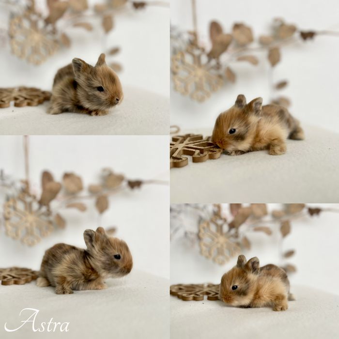 Kroliczki Karzełki Teddy najmniejsza rasa, Mini lopki