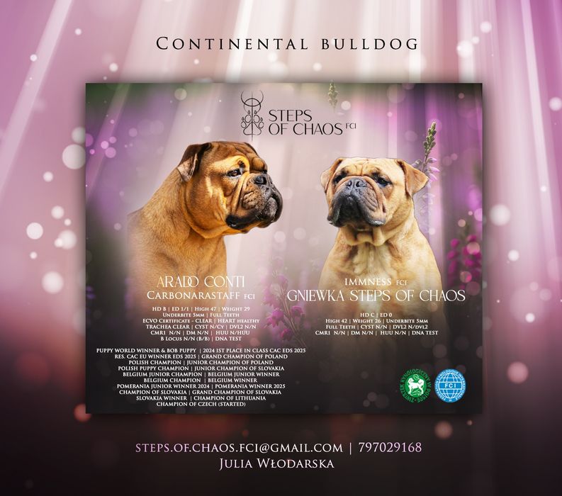 Buldog kontynentalny czerwony piesek