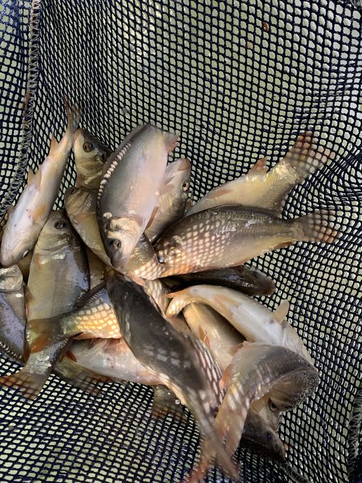 Karp karpie narybek do stawu ryby