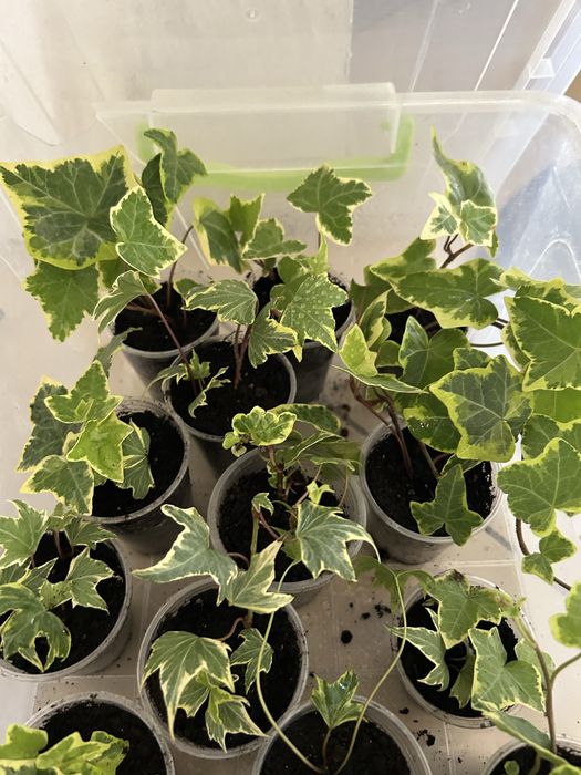 Плющі кімнатні шикардозні