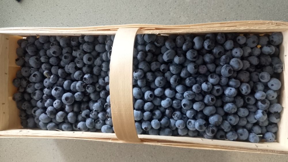 Borówka amerykańska na wino, soki, dżemy