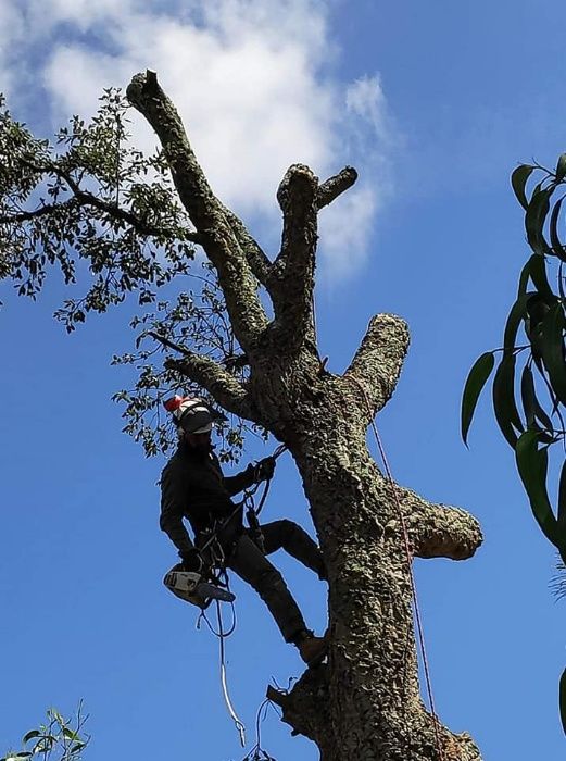 Poda e corte de arvores por acesso em cordas