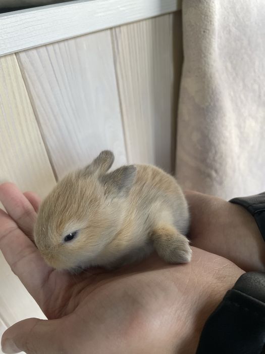 Coelhos anões mini toy
