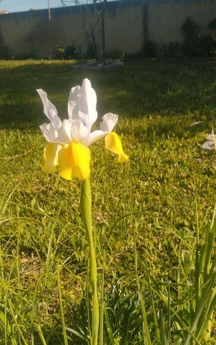 Bolbos de iris holandesa