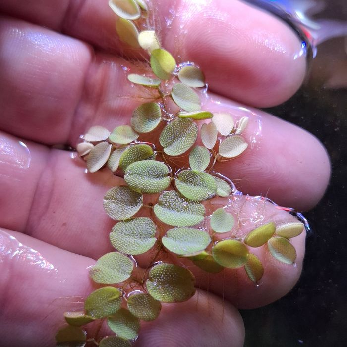 Planta para aquário Salvinia Auriculata  dose 10 x 10cm