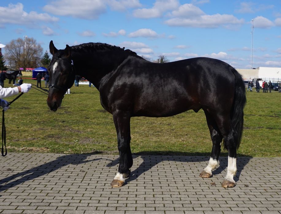ogier śląski z licencją Dantes ŁL