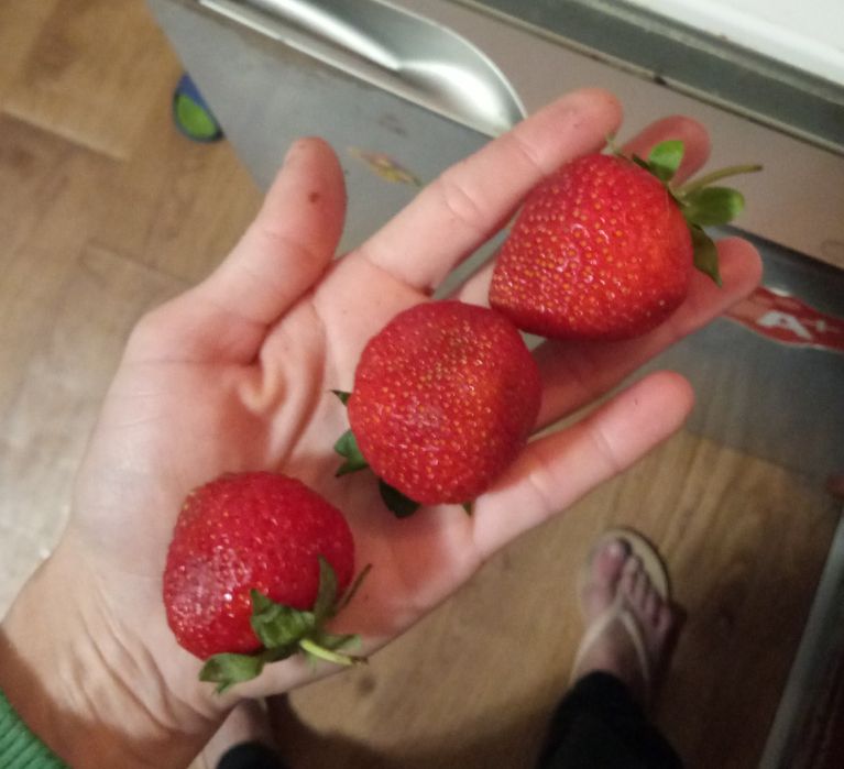 Саженцы клубники