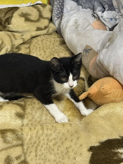 Віддам в добрі руки