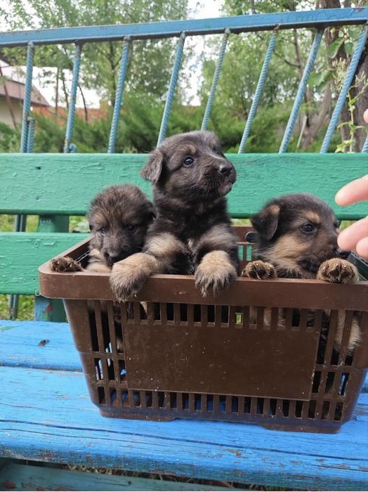 Цуценята вівчарки