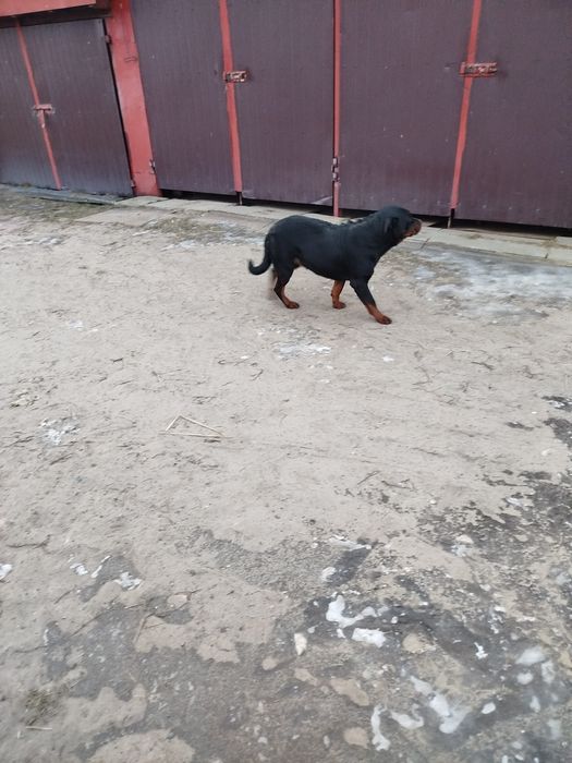 Rottweiler suczka