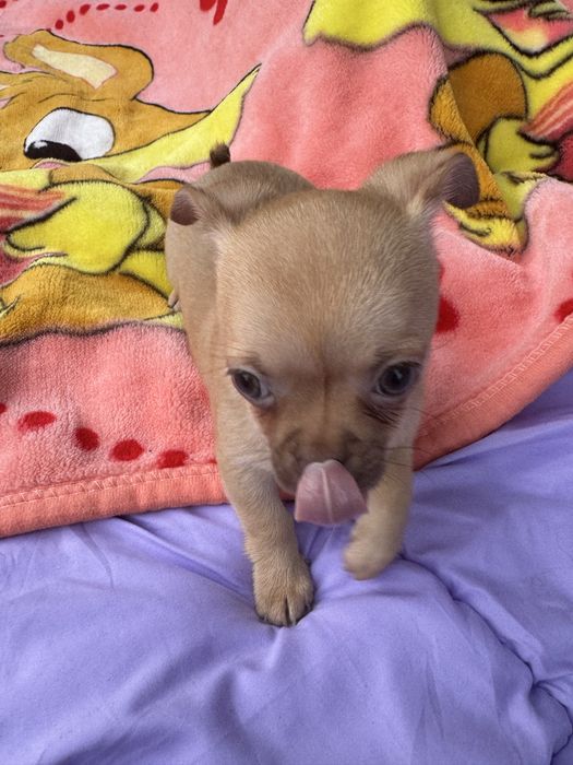 Chihuahua piesek