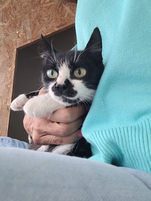 Gata para adoção