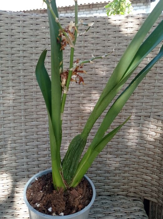 Орхидея Камбрия.