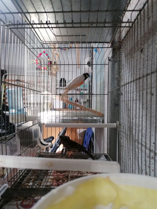 Casais arlequim português