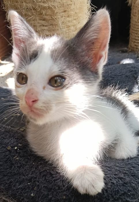 Reinaldo - gato bebé para adoção responsável