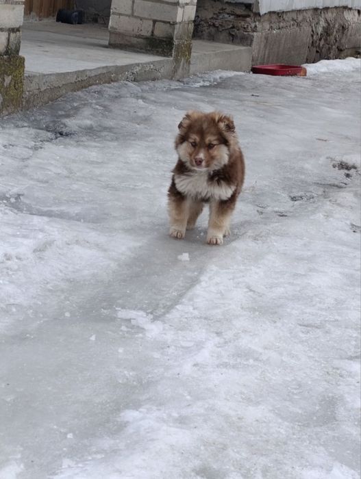 Чарівні цуценята-дівчата в добрі руки