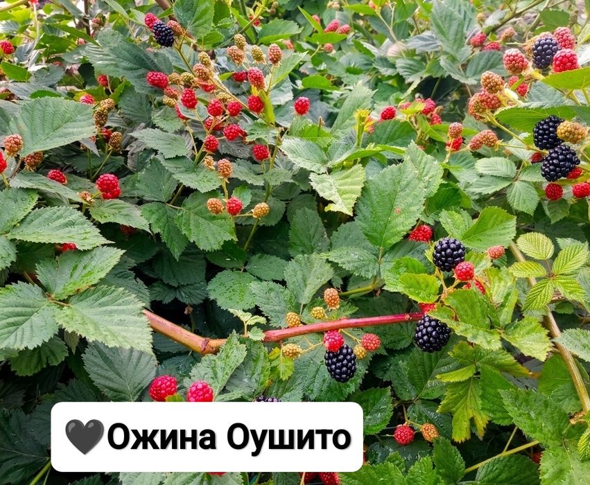Саджанці ожиномалини Ред Даймон, Логанберрі, Маріонберрі, Голден Кларк та ожини Оушито (ЗКС)