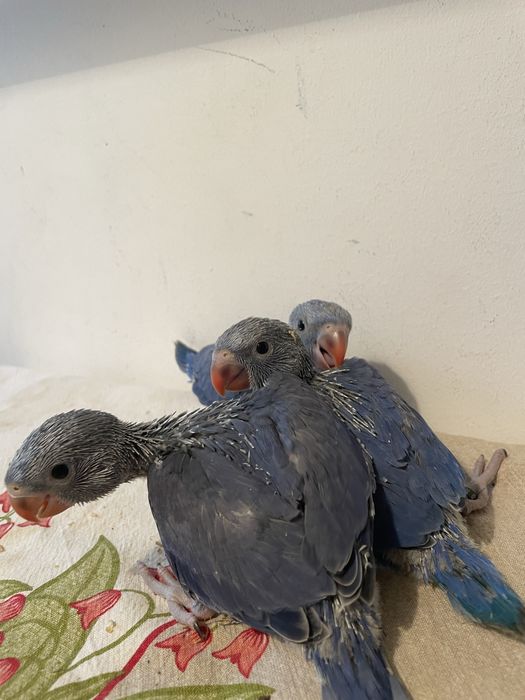Ring necks bebes criados à mao de varias cores