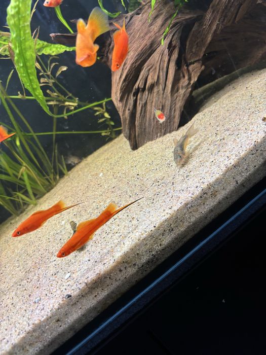 Mieczyki samce zamiana