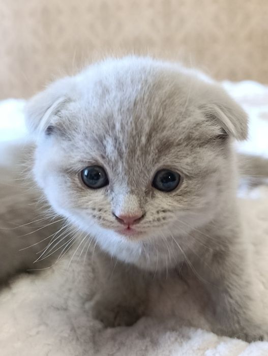 Шотландські висловухі кошенята