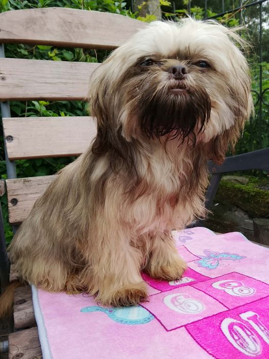 Gaga mini sunia shih tzu / domowa hodowla