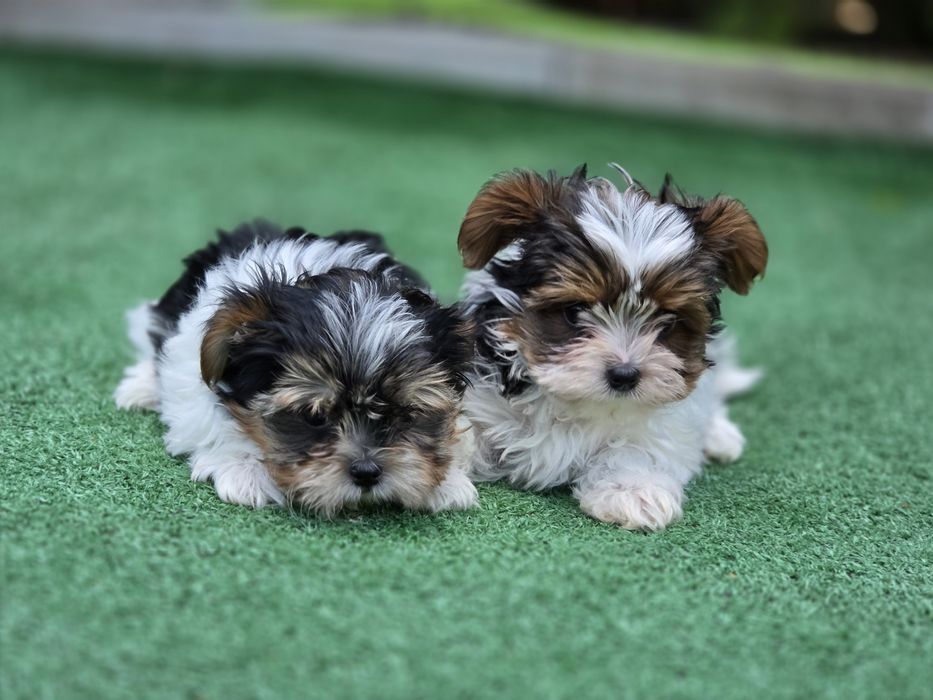 Pieski Yorkshire terrier biewer  miniaturowy z metryką