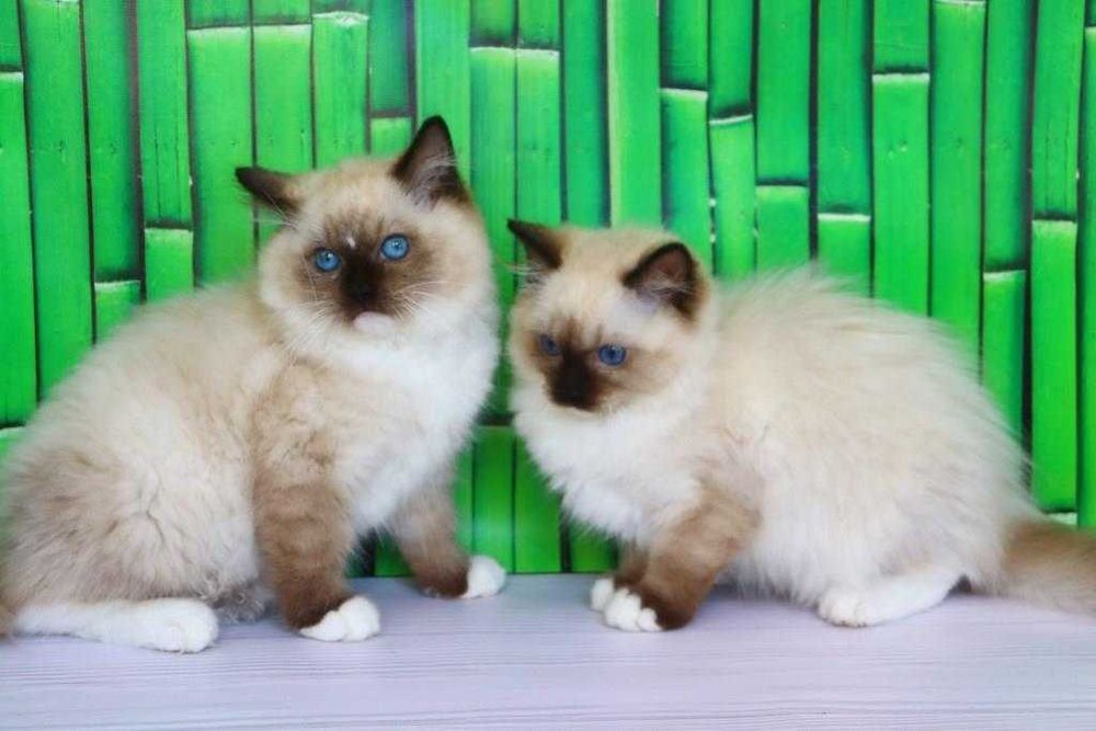 Регдоли-найкращі компаньони та друзі