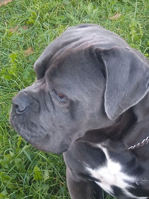 Кане корсу вязка