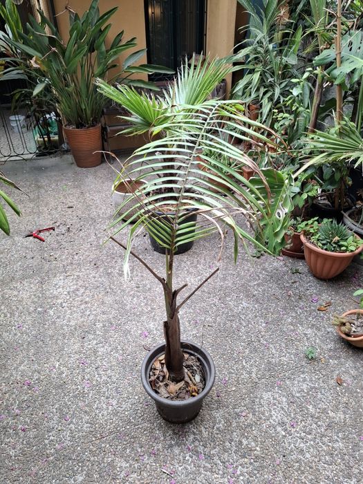 Palmeira elegante em vaso