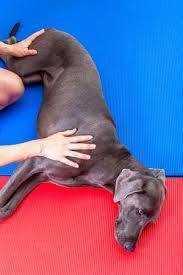 Masaż dla psów, masaż terapeutyczny