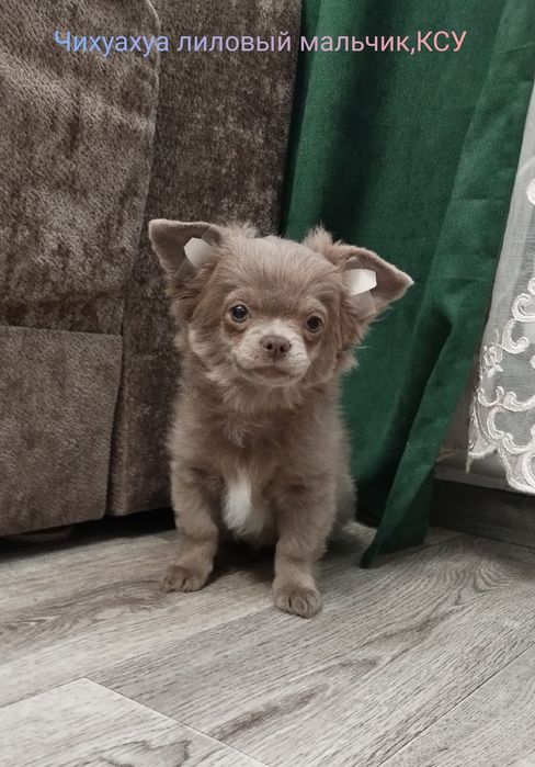 Лиловый парень КСУ, длинная шерсть