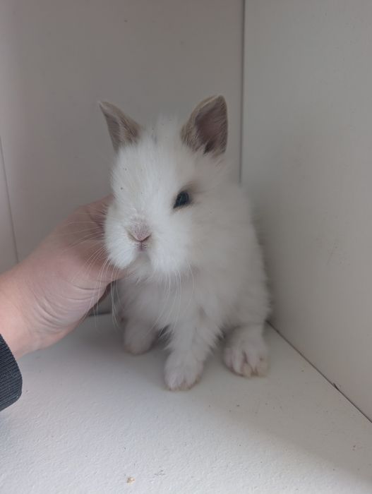 Królik Teddy, miniaturka