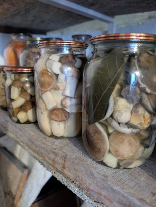 Продам мариновані голубінки та опеньки