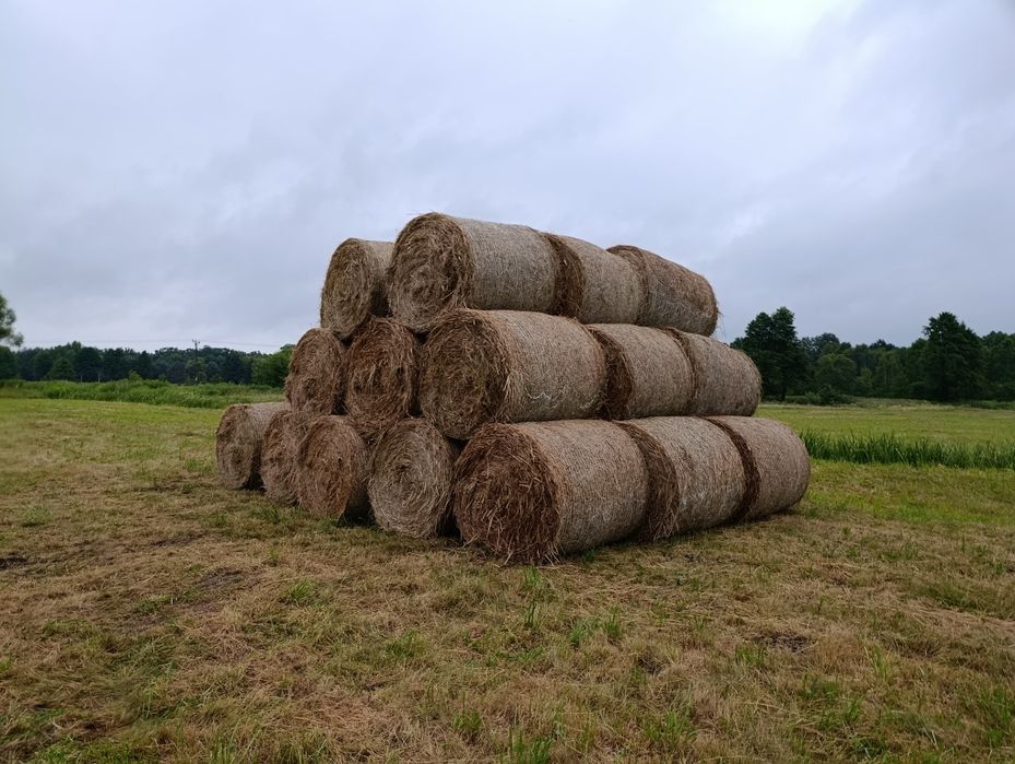 Siano bele pierwszy pokos