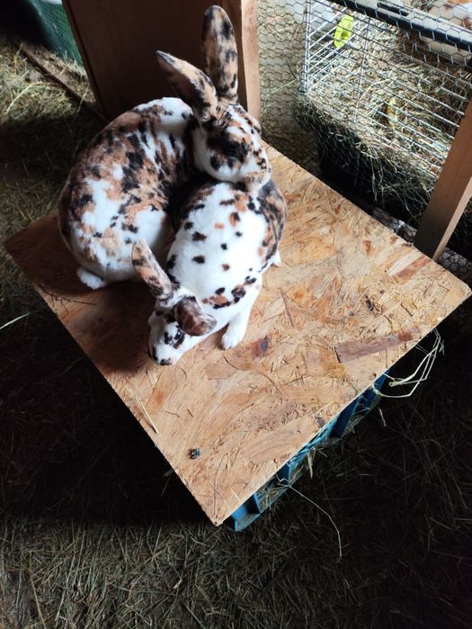 Króliki rex trójbarwny samce