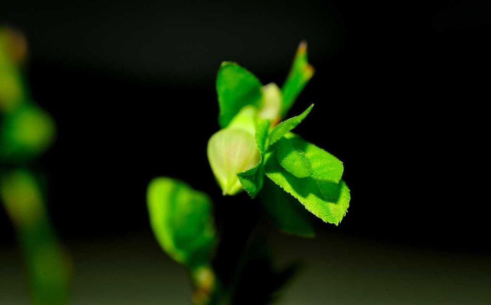 Nikon AF NIKKOR 28-105mm F/3.5-4.5 D Macro Zoom Lens From JAPAN