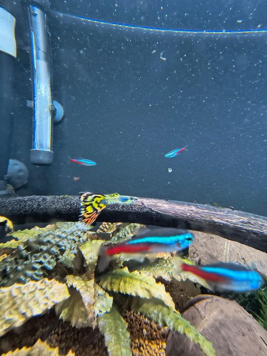 Wymienie gupika,danio i kosiarke