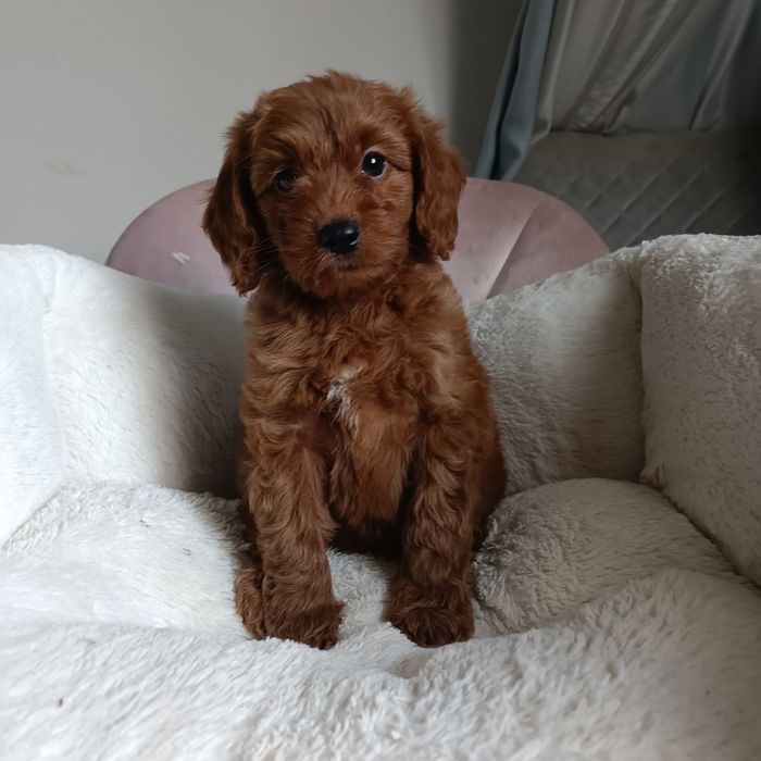 Дівчинка Goldendoodle F1b mini. Київ