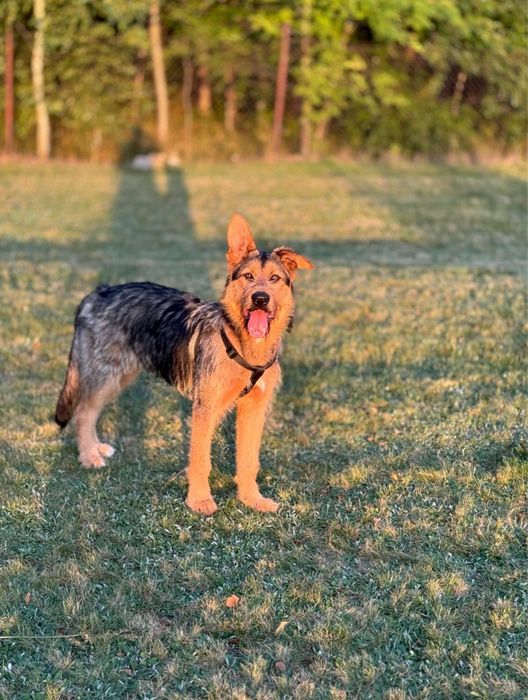 Lampo - cudo w psiej skorze szuks czlowieka na zawsze!