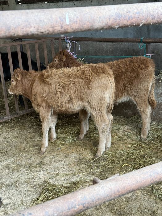 Vitelas limousines com 5 meses