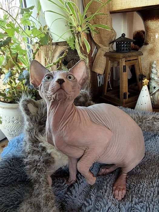 Sfinks Kanadyjski rodowód FPL